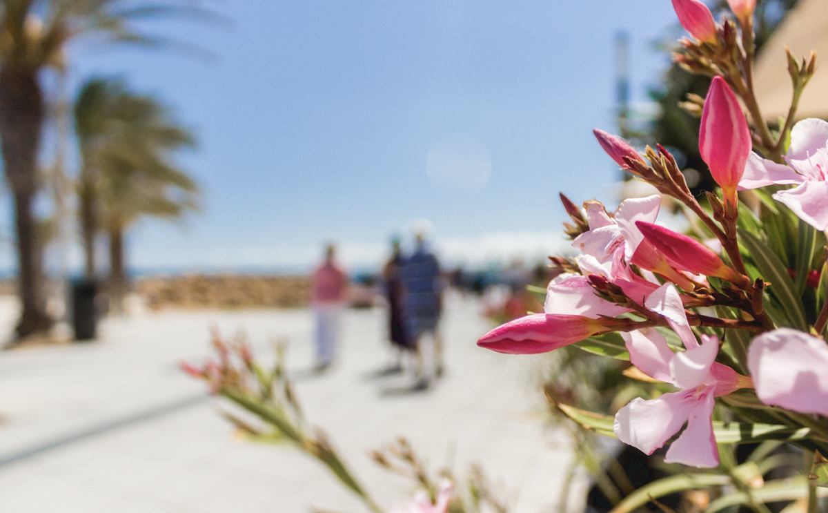 Torrevieja Rice Week 2020