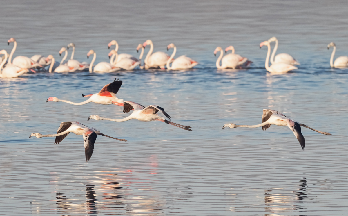 Greater flamingos in Torrevieja