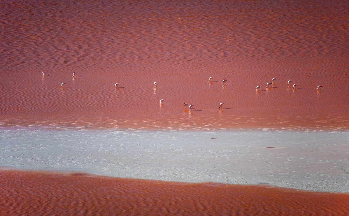 Torrevieja salt lake tours and flamingos