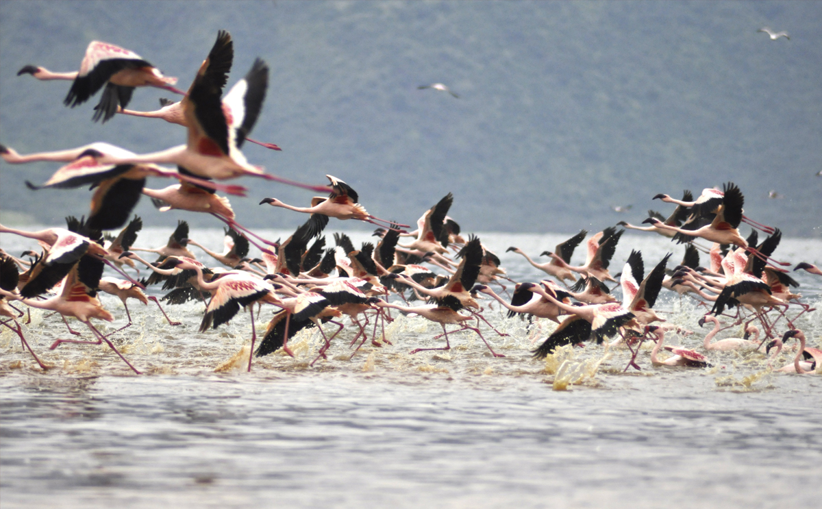 Torrevieja salt lake tours and flamingos