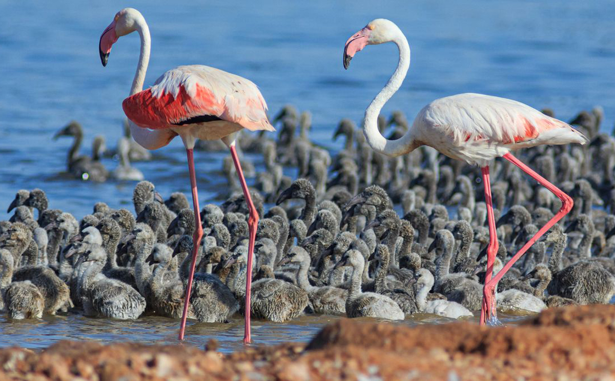 baby greater flamingo