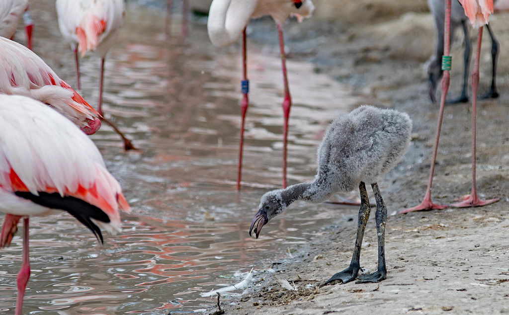 What should you do if you find a baby flamingo in Spain